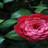 kaname