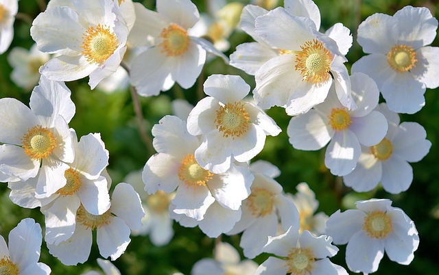 white-167895_640