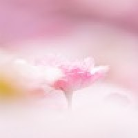 電話占いフェリース 櫻(ゆすらうめ)先生