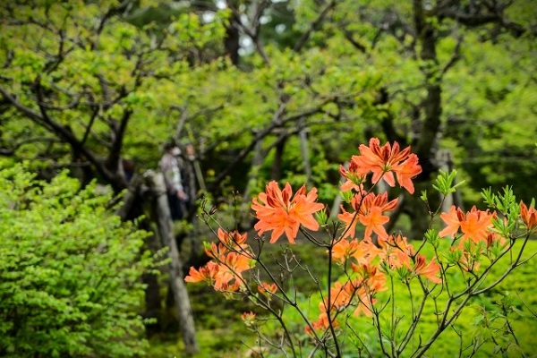 綾華先生の公式プロフィール画像