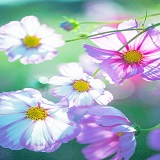 美桜奈先生の公式プロフィール画像